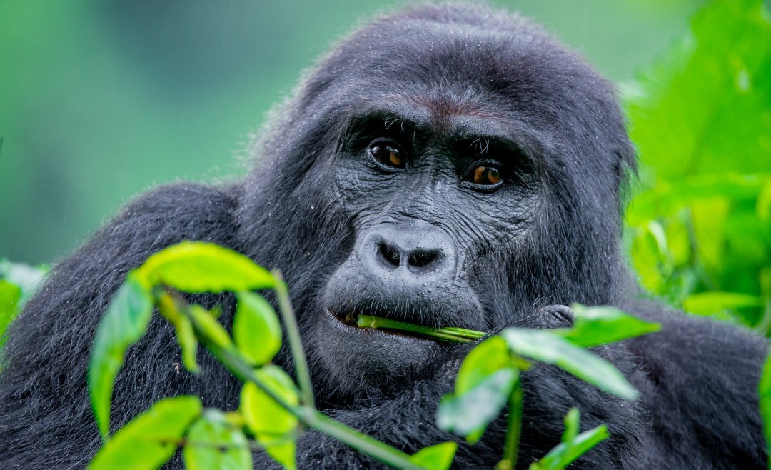 Why Uganda Ranks as a Top Tourist Destination in East Africa?